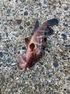 アコウの釣果