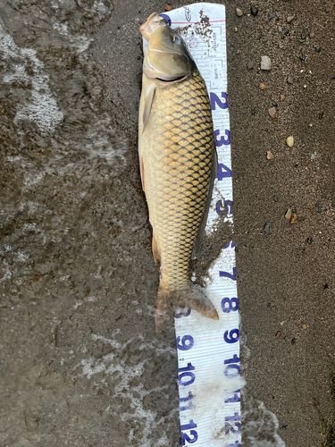 釣果