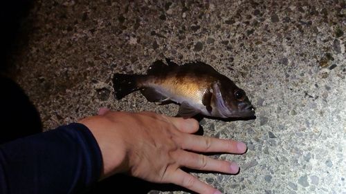 メバルの釣果