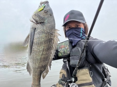 チヌの釣果