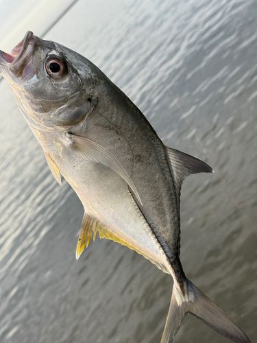 メッキの釣果