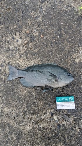 クチブトグレの釣果