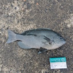 クチブトグレ
