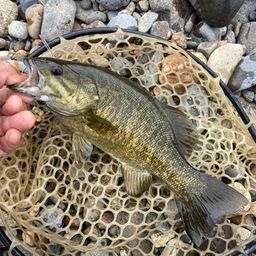 スモールマウスバス