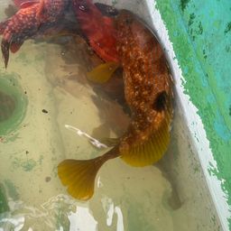 アコウ