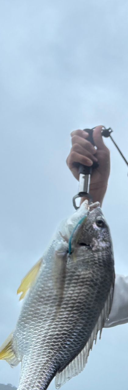 SHIMANO 18ディアルーナ S86MLの最安値・インプレ・釣果 | 本音