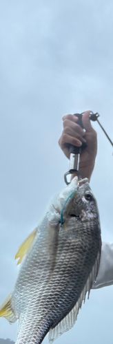 キビレの釣果