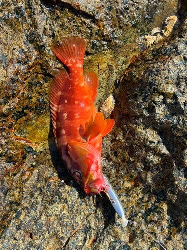 アカハタの釣果