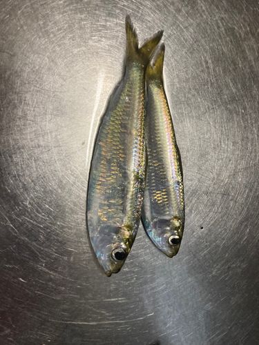 ママカリの釣果