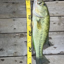 ラージマウスバス