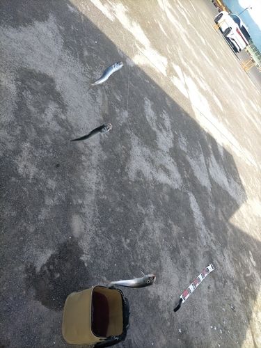 イワシの釣果