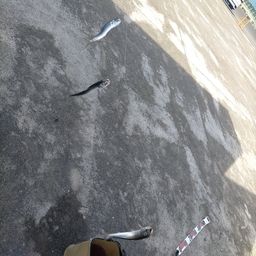 イワシ