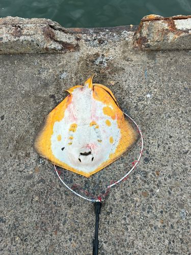 コノシロの釣果