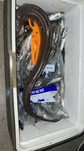 アナゴの釣果