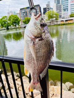 キビレの釣果
