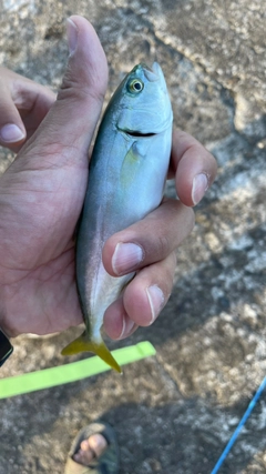 ヒラマサの釣果