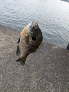 ブルーギルの釣果