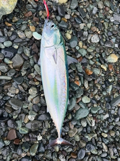ソウダガツオの釣果