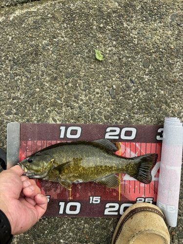 スモールマウスバスの釣果