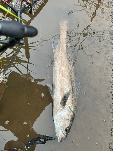 スズキの釣果