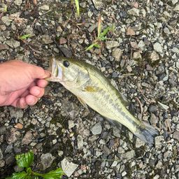 ラージマウスバス