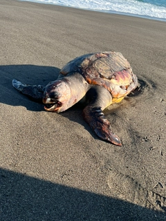 ウグイの釣果