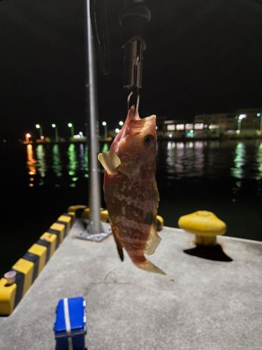 キジハタの釣果