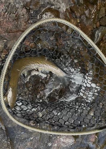 ブラウントラウトの釣果