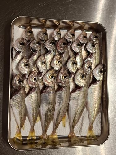 釣果