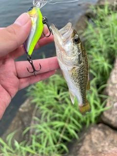 ブラックバスの釣果