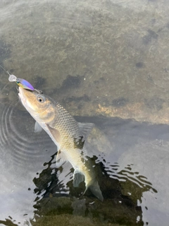 ニゴイの釣果