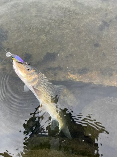 由美浜