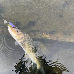 ニゴイ