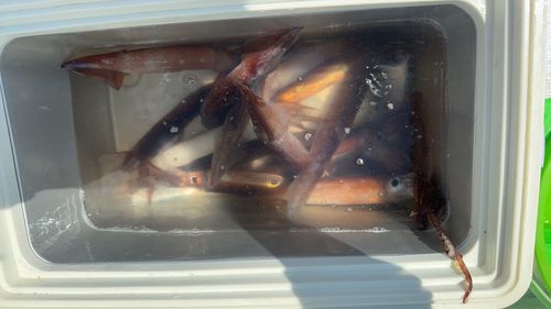 イカの釣果