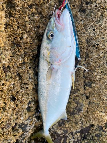 ワカシの釣果