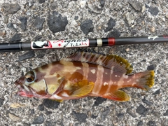 アカハタの釣果