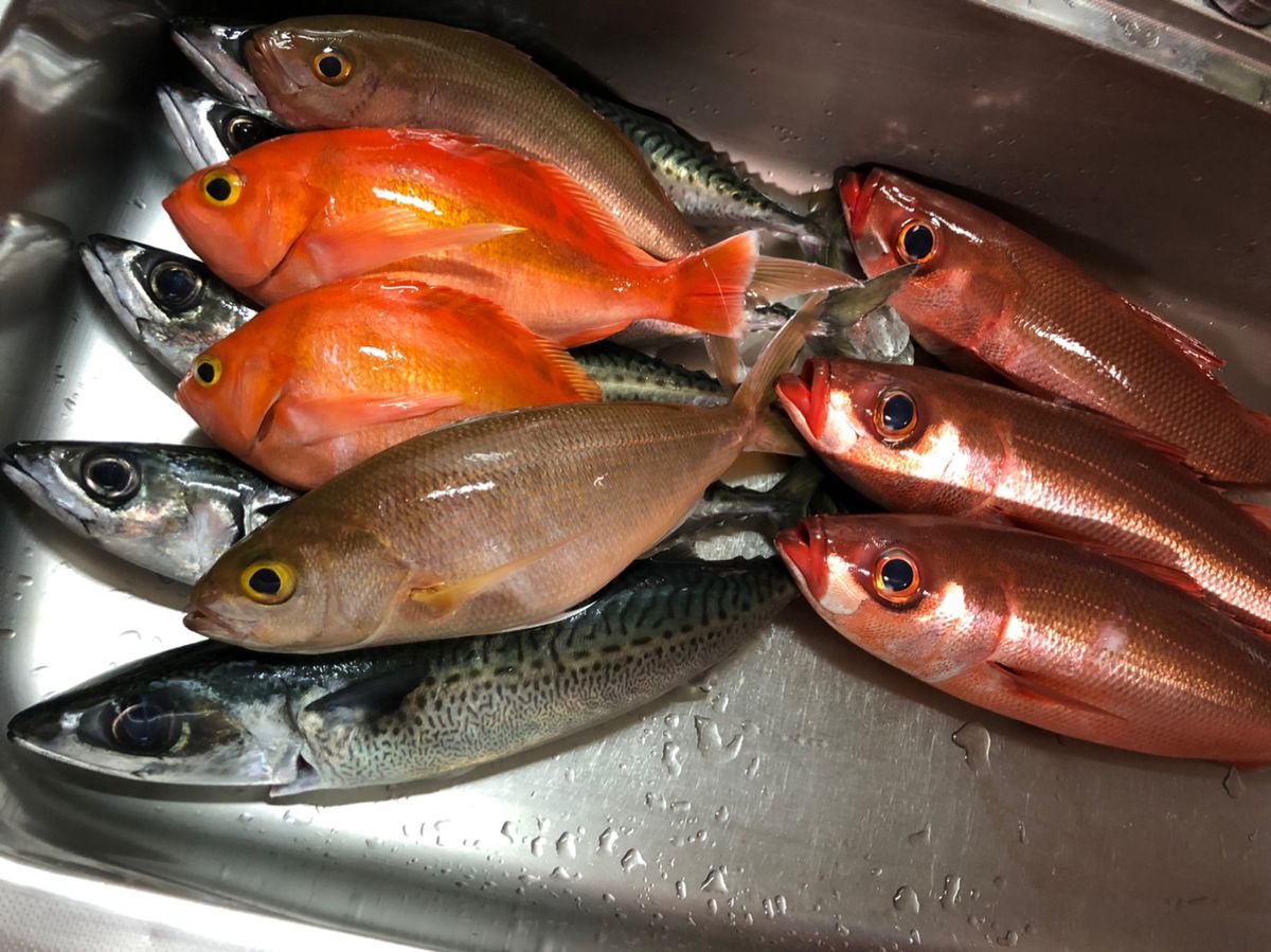 おとひめさんの釣果 1枚目の画像