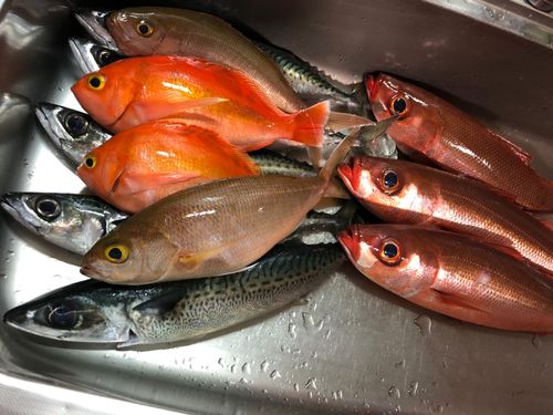 ハチビキの釣果