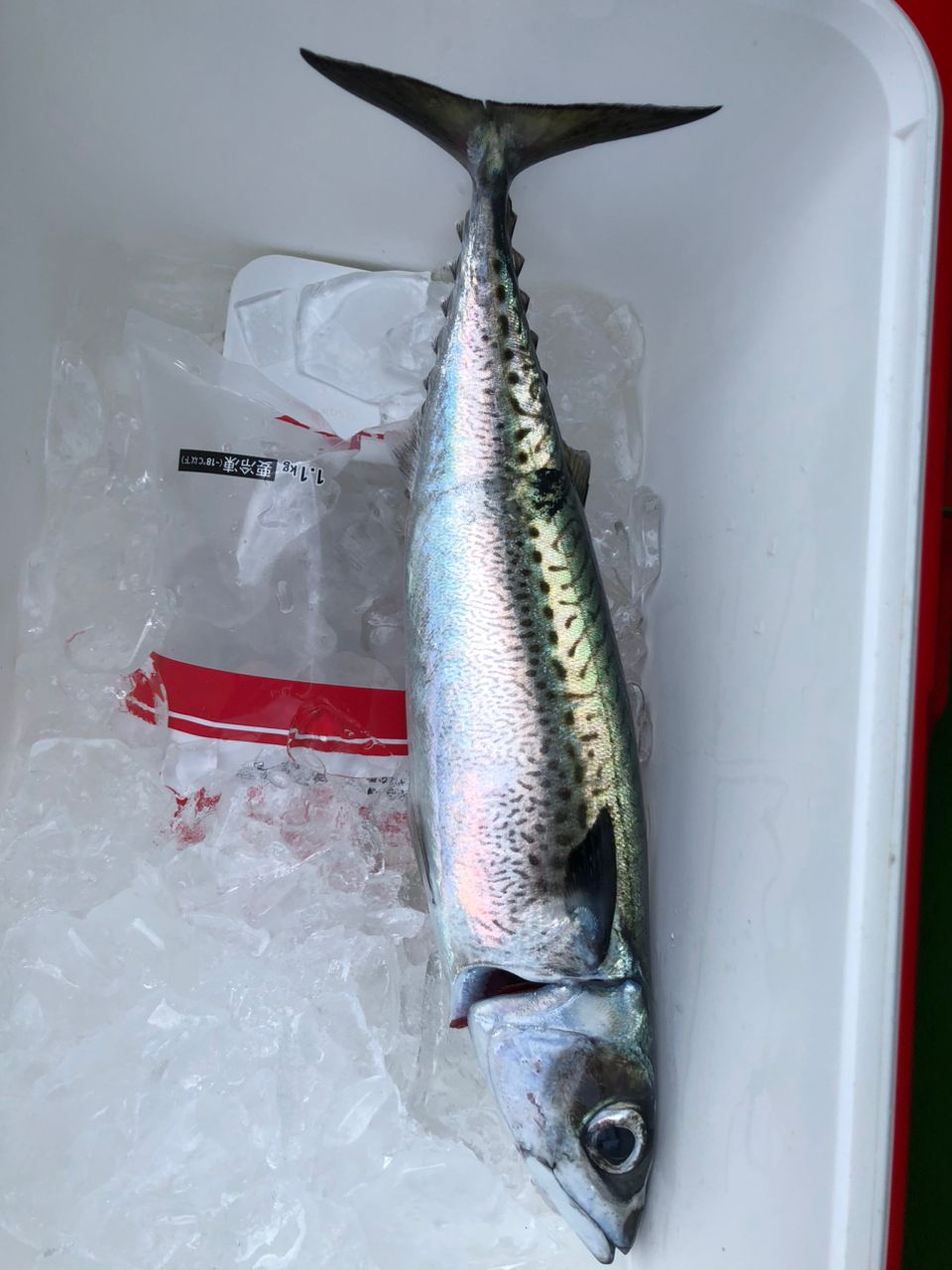 おとひめさんの釣果 2枚目の画像