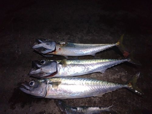 サバの釣果
