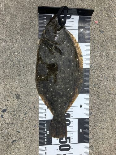ヒラメの釣果