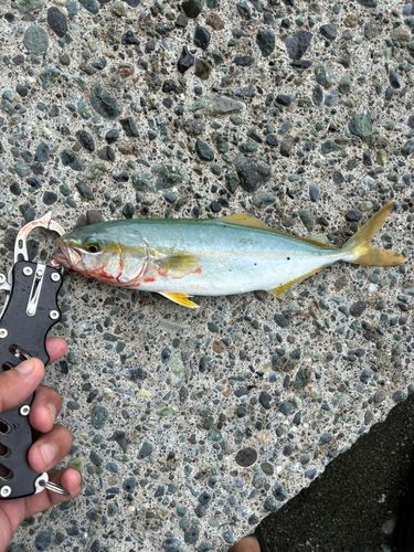 ワカシの釣果