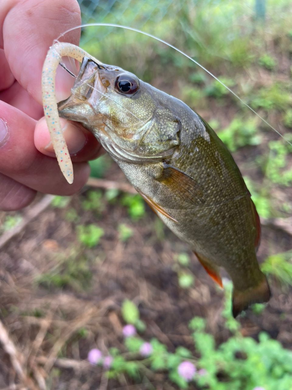 スモールマウスバス