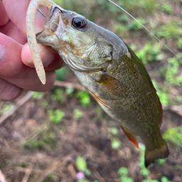 スモールマウスバス