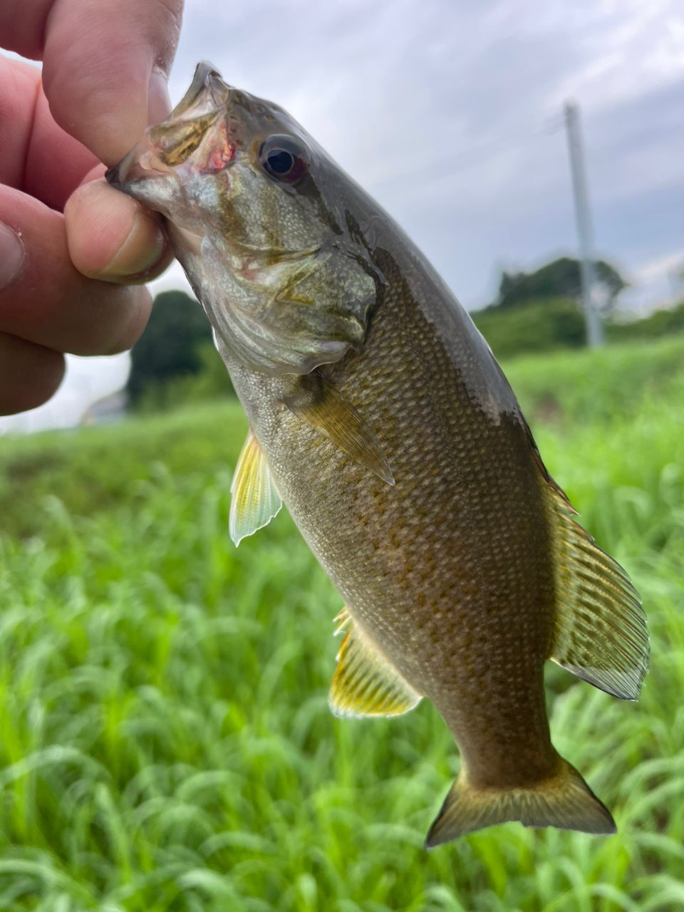 スモールマウスバス