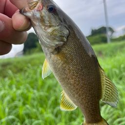 スモールマウスバス