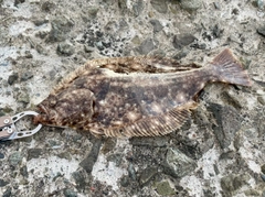 ヒラメの釣果