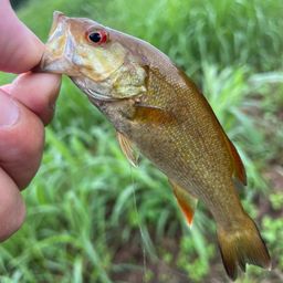 スモールマウスバス