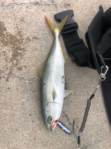 イナダの釣果