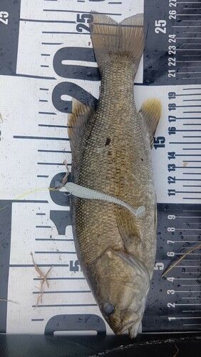 スモールマウスバスの釣果